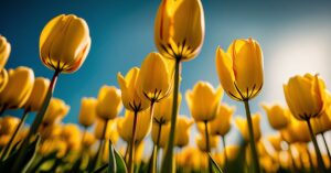 Żółte tulipany znaczenie: Słoneczna radość i nadzieja