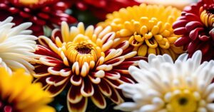 Chryzantemy znaczenie: Co kwiaty te mówią o życiu i śmierci