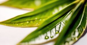 DHT co to? Klucz do estetyki włosów i skóry.